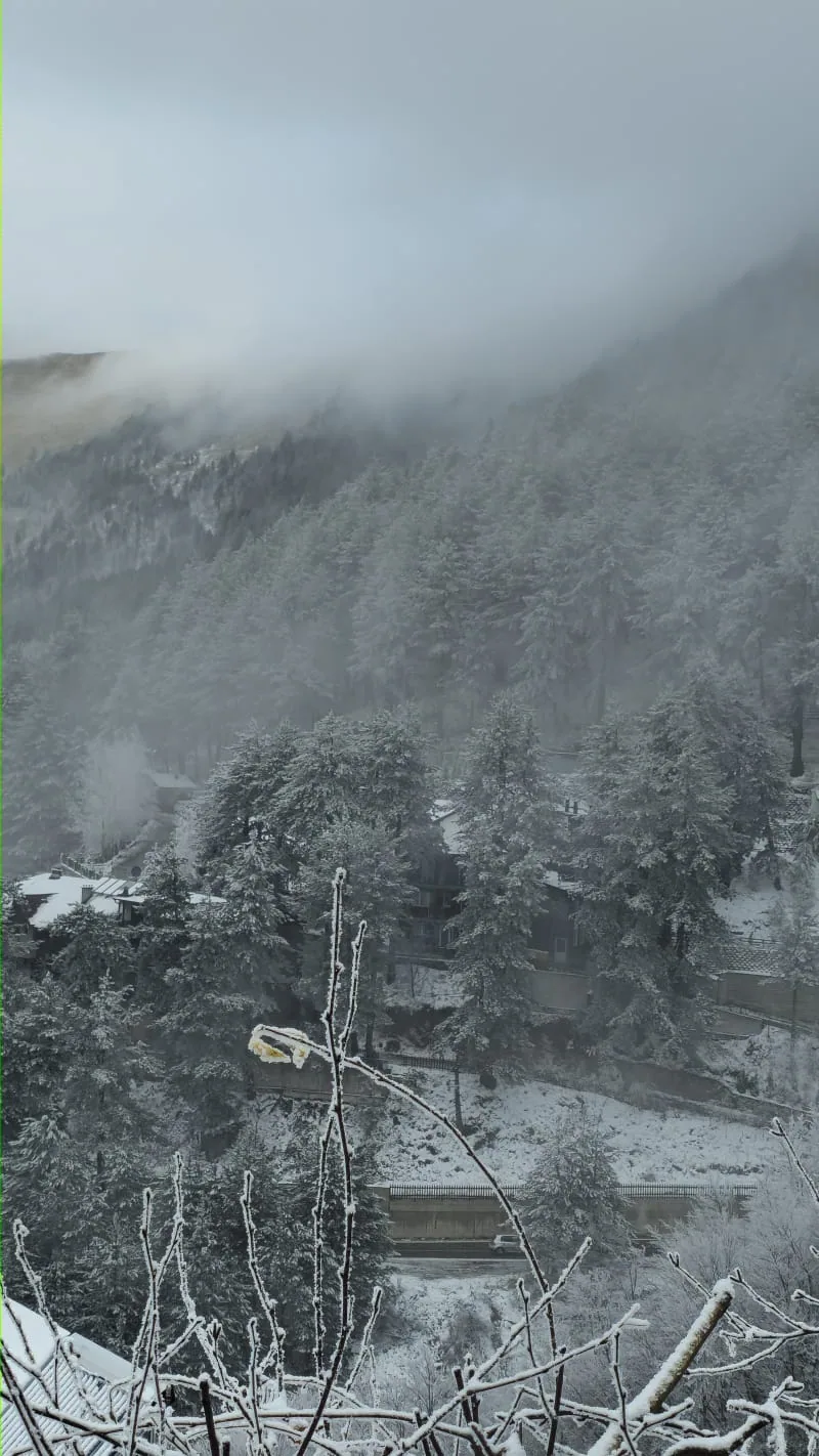 Misty forested slopes of Prevallë after snowfall